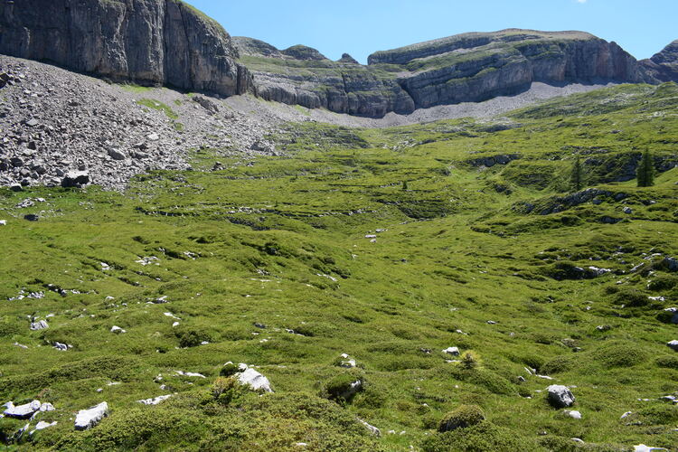 Pian della Nana e le sue fioriture (Dolomiti di Brenta)