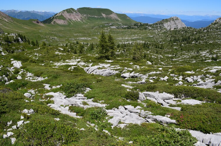 Pian della Nana e le sue fioriture (Dolomiti di Brenta)