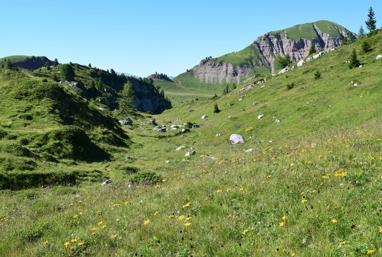 Pian della Nana e le sue fioriture (Dolomiti di Brenta)