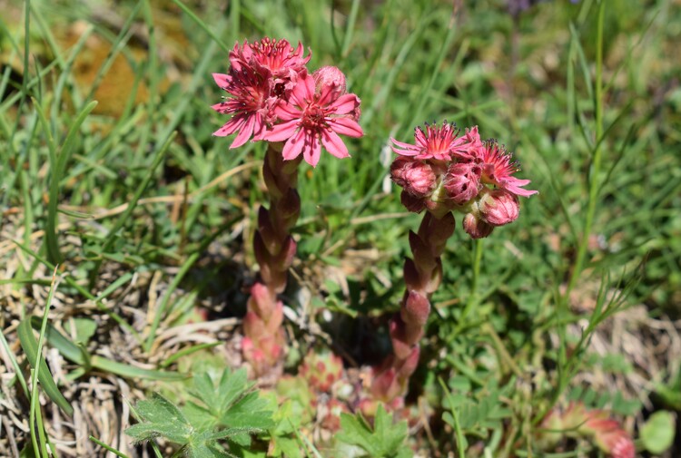 Pian della Nana e le sue fioriture (Dolomiti di Brenta)