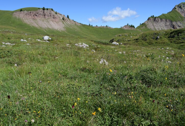 Pian della Nana e le sue fioriture (Dolomiti di Brenta)