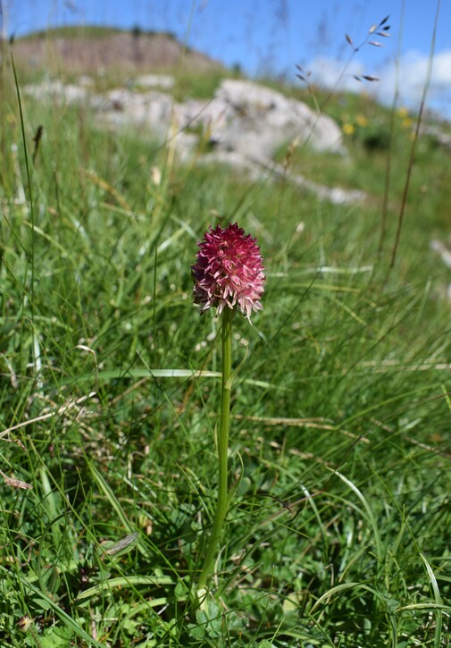 Pian della Nana e le sue fioriture (Dolomiti di Brenta)