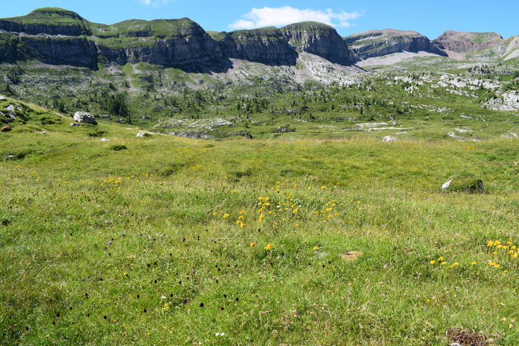 Pian della Nana e le sue fioriture (Dolomiti di Brenta)