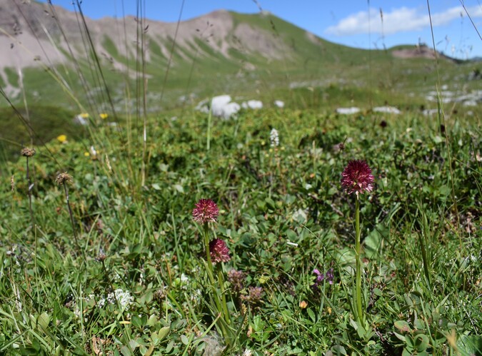 Pian della Nana e le sue fioriture (Dolomiti di Brenta)