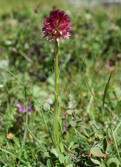 Pian della Nana e le sue fioriture (Dolomiti di Brenta)