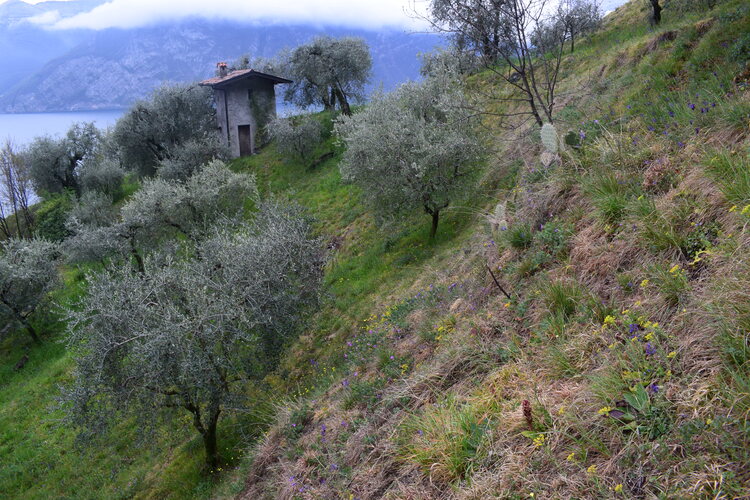 Quale Orobanche? Orobanche alba