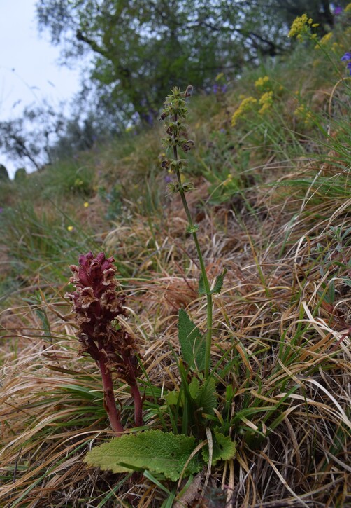 Quale Orobanche? Orobanche alba
