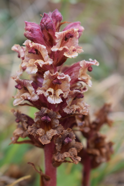 Quale Orobanche? Orobanche alba