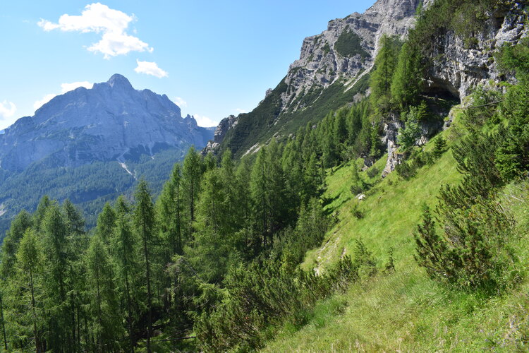La Nigritella widderi in Moiazza (Dolomiti Bellunesi)