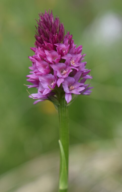 La Nigritella widderi in Moiazza (Dolomiti Bellunesi)