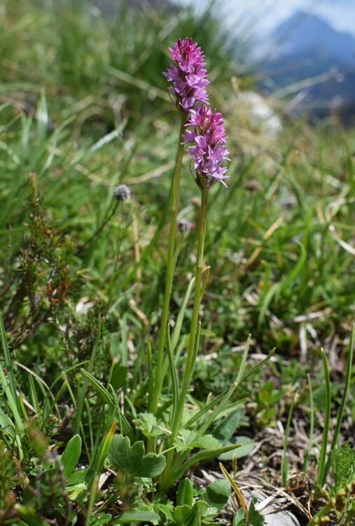 La Nigritella widderi in Moiazza (Dolomiti Bellunesi)