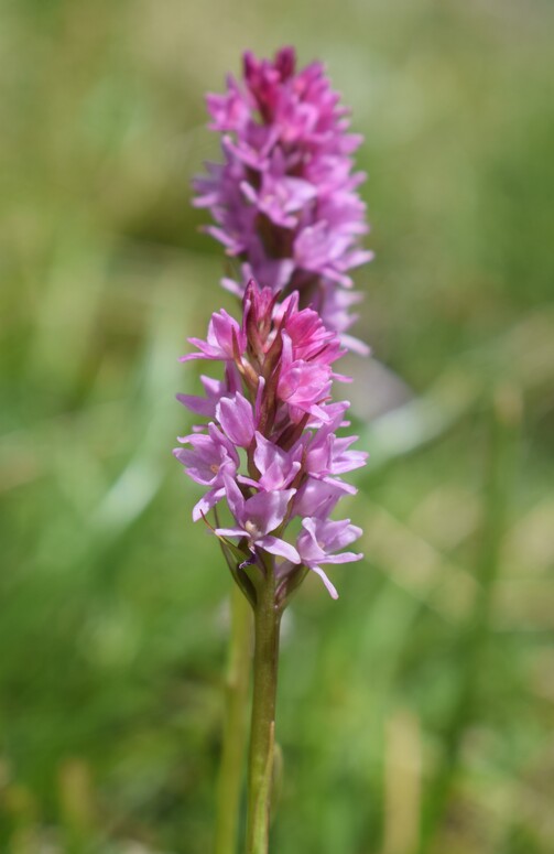 La Nigritella widderi in Moiazza (Dolomiti Bellunesi)