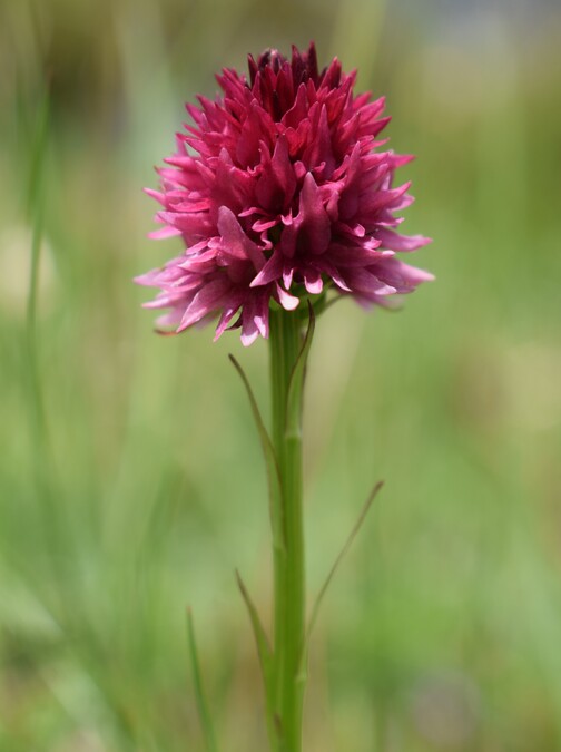 La Nigritella widderi in Moiazza (Dolomiti Bellunesi)