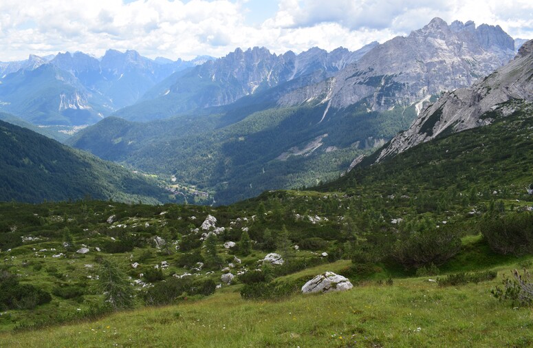 La Nigritella widderi in Moiazza (Dolomiti Bellunesi)