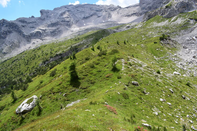 La Nigritella widderi in Moiazza (Dolomiti Bellunesi)