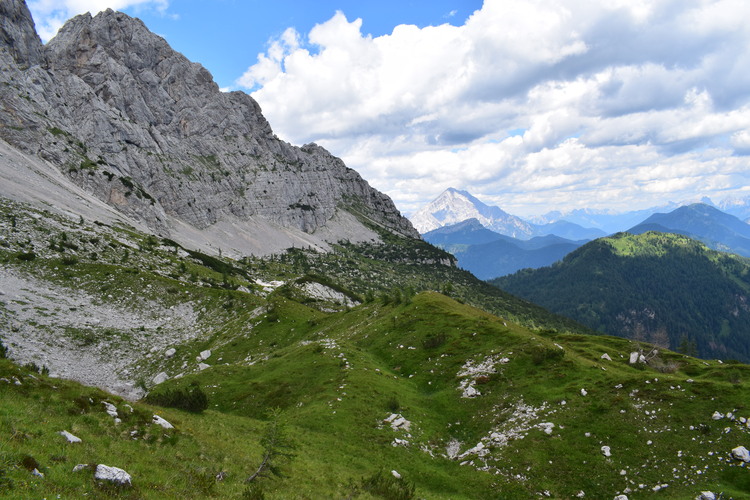 La Nigritella widderi in Moiazza (Dolomiti Bellunesi)