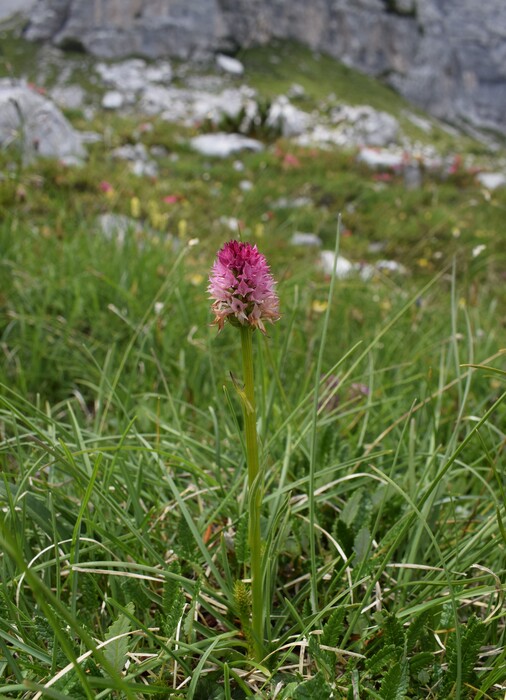 La Nigritella widderi in Moiazza (Dolomiti Bellunesi)
