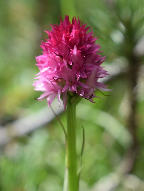 La Nigritella widderi in Moiazza (Dolomiti Bellunesi)