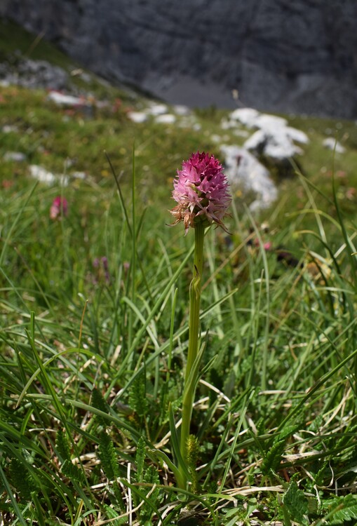 La Nigritella widderi in Moiazza (Dolomiti Bellunesi)