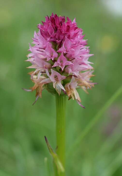 La Nigritella widderi in Moiazza (Dolomiti Bellunesi)