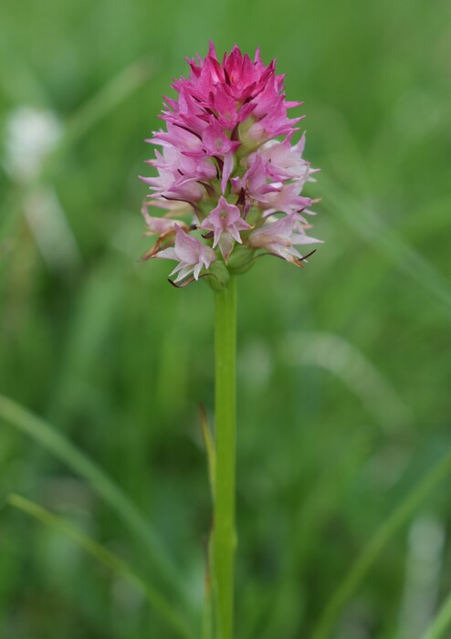 La Nigritella widderi in Moiazza (Dolomiti Bellunesi)