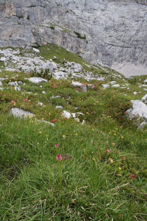 La Nigritella widderi in Moiazza (Dolomiti Bellunesi)