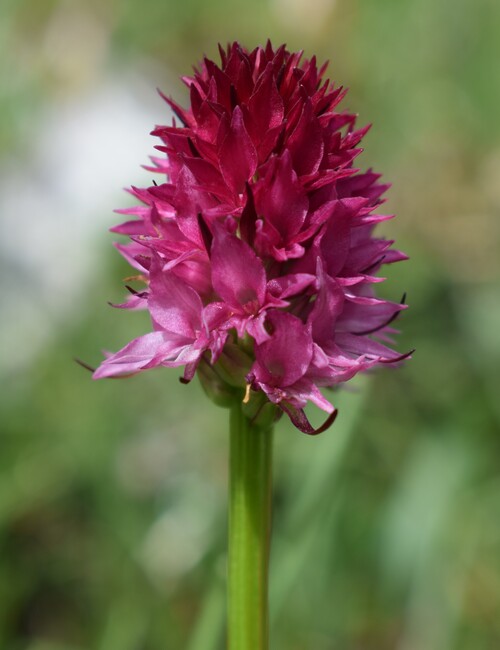 La Nigritella widderi in Moiazza (Dolomiti Bellunesi)