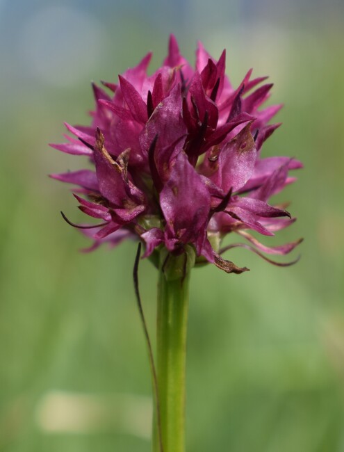 La Nigritella widderi in Moiazza (Dolomiti Bellunesi)