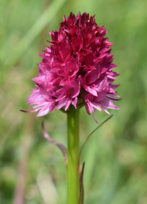 La Nigritella widderi in Moiazza (Dolomiti Bellunesi)