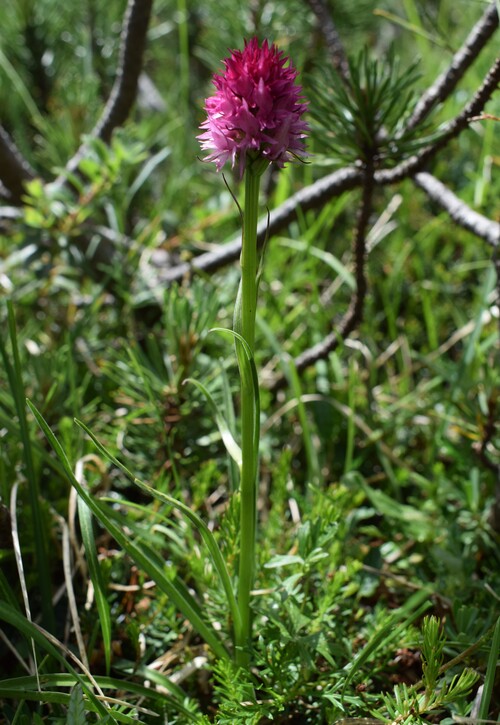 La Nigritella widderi in Moiazza (Dolomiti Bellunesi)