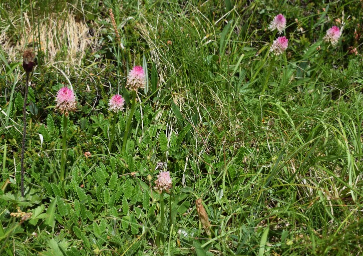 La Nigritella widderi in Moiazza (Dolomiti Bellunesi)