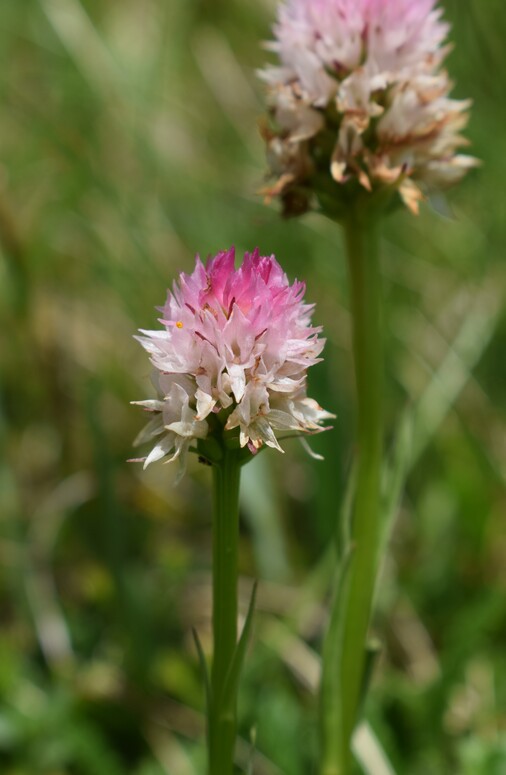 La Nigritella widderi in Moiazza (Dolomiti Bellunesi)