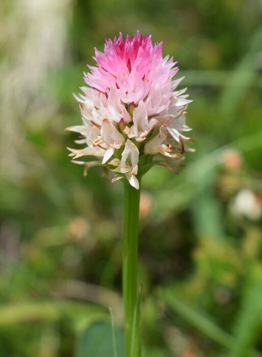 La Nigritella widderi in Moiazza (Dolomiti Bellunesi)