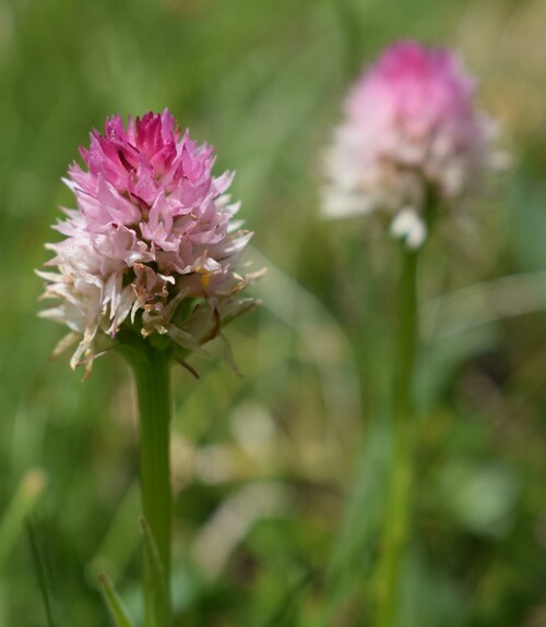 La Nigritella widderi in Moiazza (Dolomiti Bellunesi)