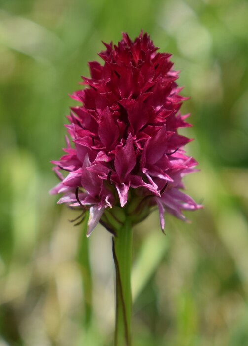 La Nigritella widderi in Moiazza (Dolomiti Bellunesi)