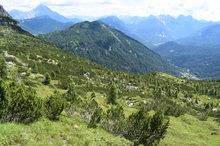 La Nigritella widderi in Moiazza (Dolomiti Bellunesi)