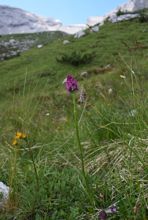 La Nigritella widderi in Moiazza (Dolomiti Bellunesi)