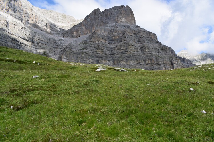 Nigritelle e loro ibridi in Brenta