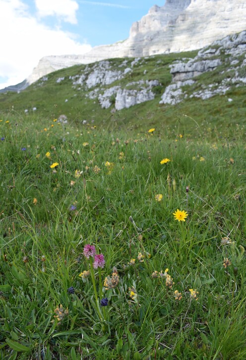 Nigritelle e loro ibridi in Brenta