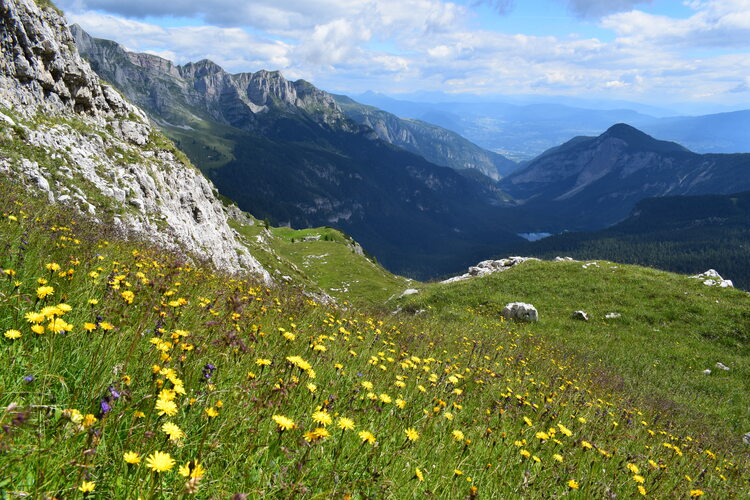 Nigritelle e loro ibridi in Brenta