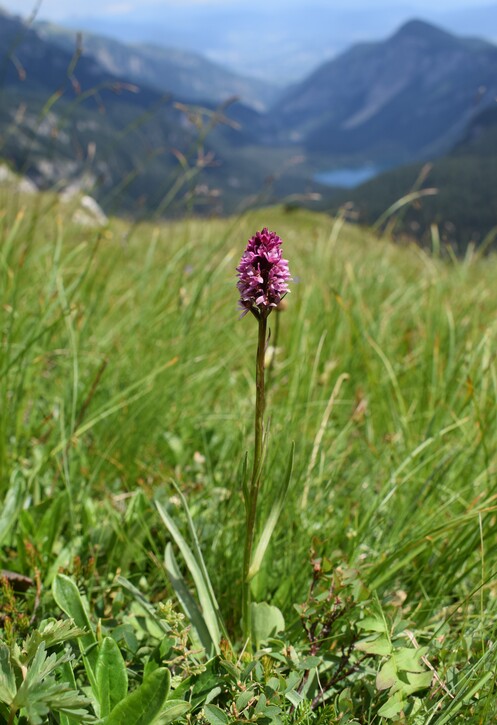 Nigritelle e loro ibridi in Brenta