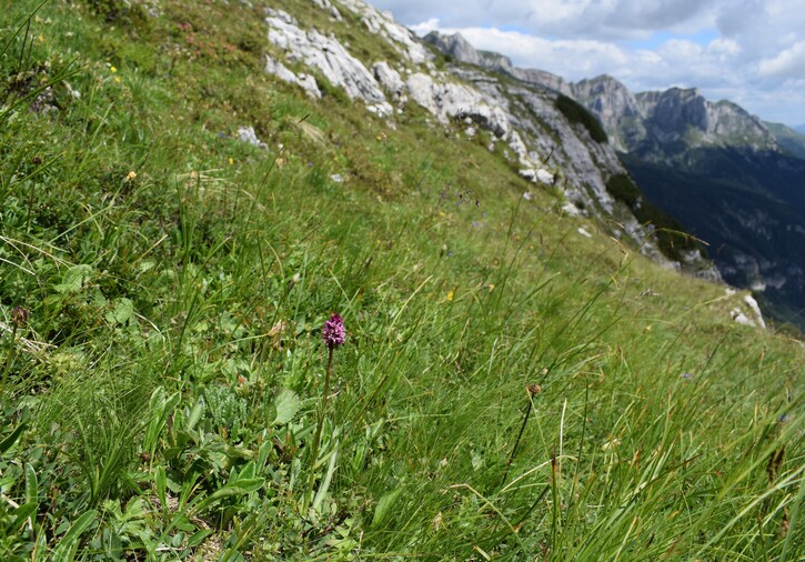 Nigritelle e loro ibridi in Brenta