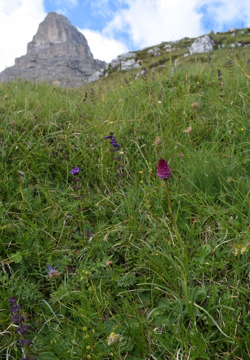 Nigritelle e loro ibridi in Brenta