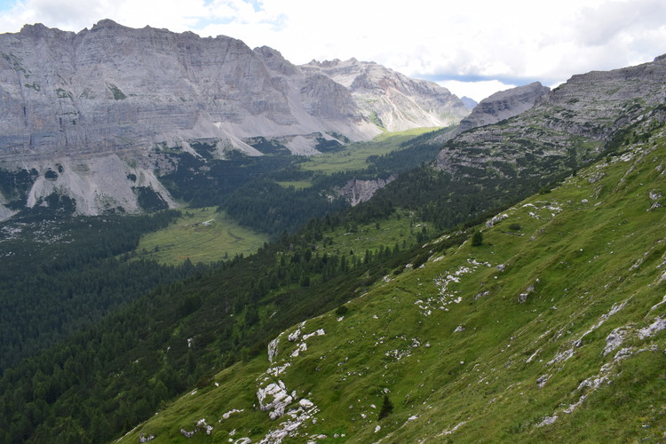 Nigritelle e loro ibridi in Brenta