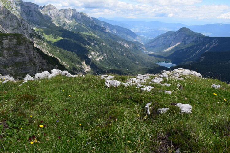 Nigritelle e loro ibridi in Brenta