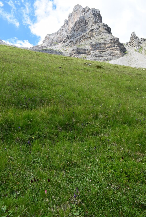 Nigritelle e loro ibridi in Brenta