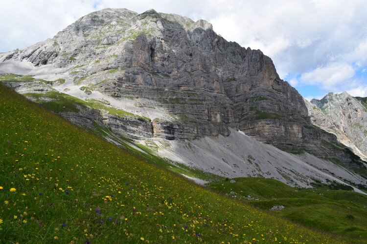 Nigritelle e loro ibridi in Brenta