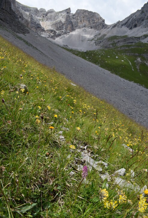 Nigritelle e loro ibridi in Brenta