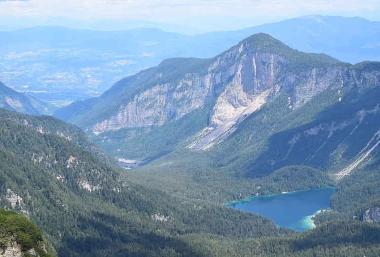 Nigritelle e loro ibridi in Brenta