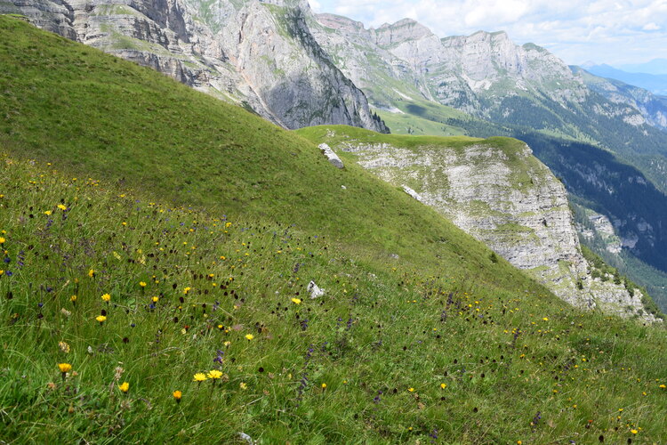 Nigritelle e loro ibridi in Brenta